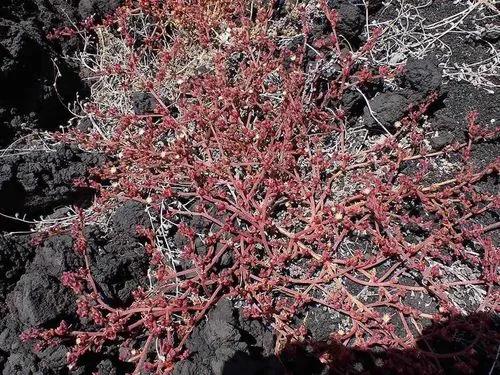 Slender iceplant