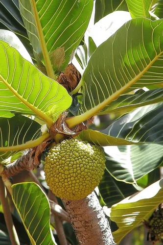 Artocarpus