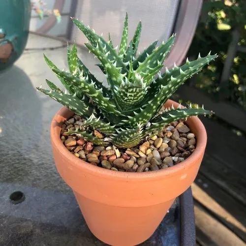 Aloe Mini Belle