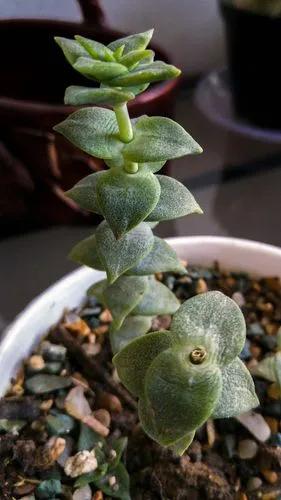Crassula Perforata