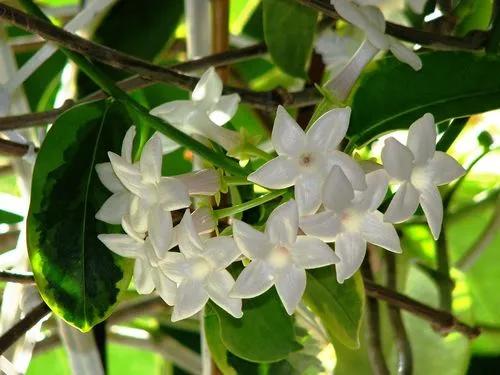 Madagascar Jasmine