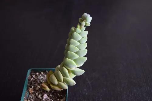 Crassula Moonglow