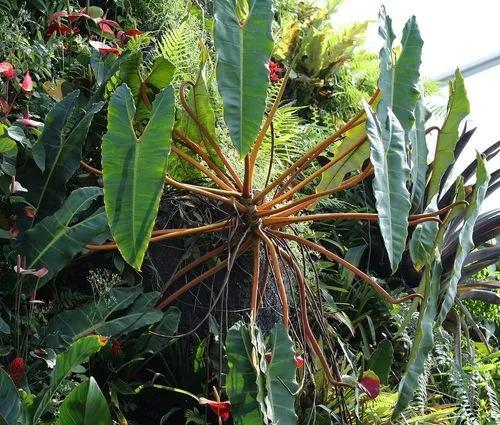 Philodendron Billietiae (non variegated)