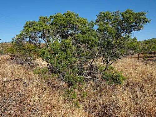 Black Tea Tree