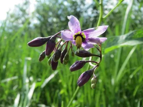 Climbing Nightshade