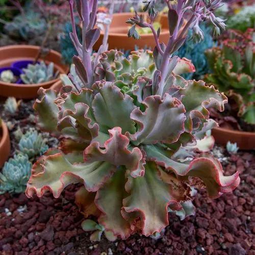 Echeveria Giant Blue Curls