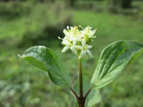 Common Dogwood