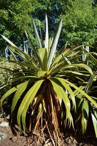 Spike Dracaena