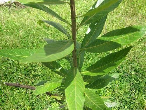 Ebony Diospyros