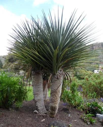 Dracaena Tamaranae