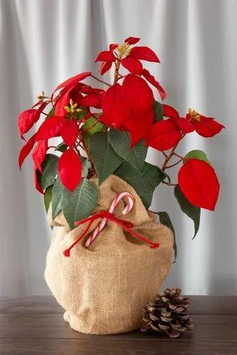 Poinsettia