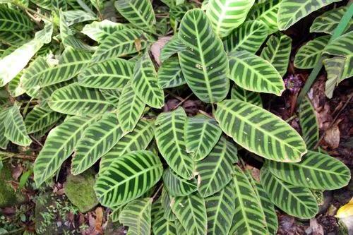 Calathea Zebrina