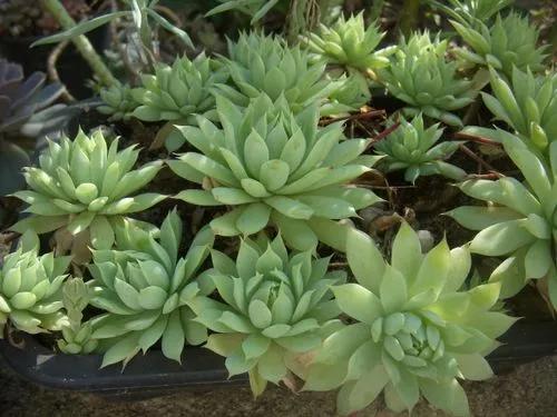 Graptopetalum 'macdougallii'