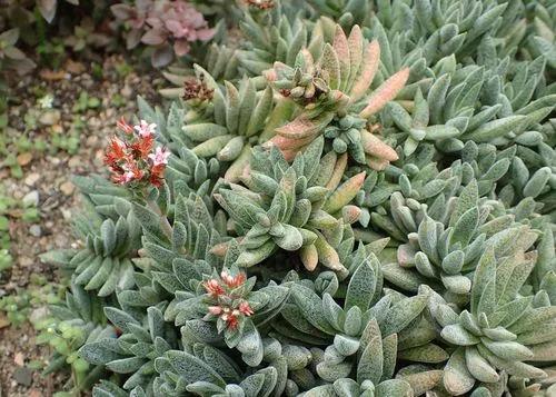 Crassula Justi Corderoyi