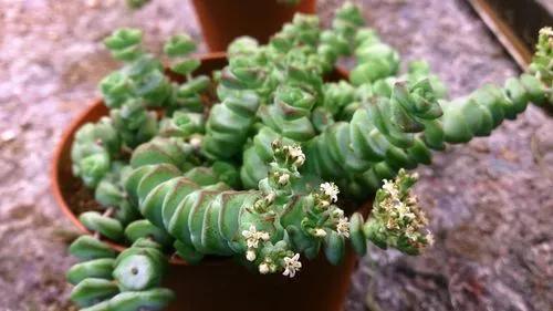 Worm Plant