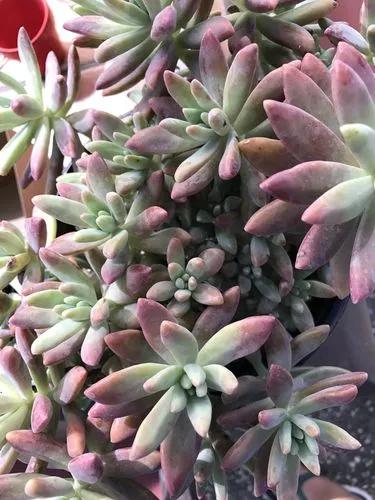 Graptosedum Darley Sunshine