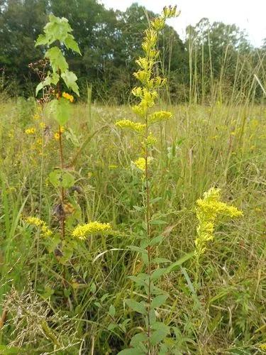 Wrinkleleaf Goldenrod