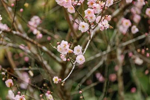 Chinese Plum