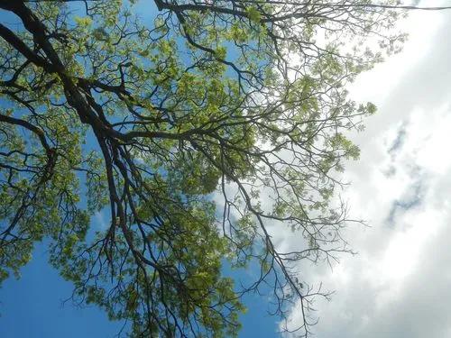 Acacia tree