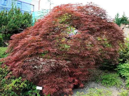 Japanese maple