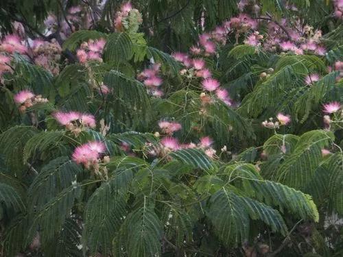 Mimosa Tree