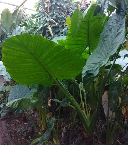 Alocasia Calidora