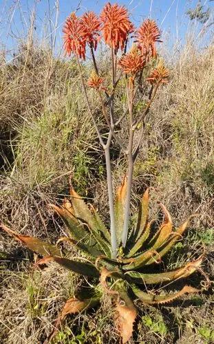 Spotted Aloe