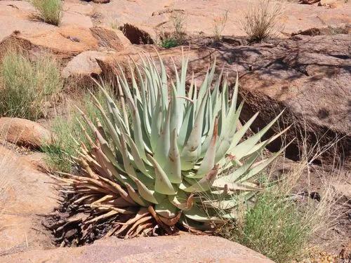 Green-flowered Aloe