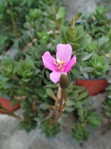 Sunrise Succulent