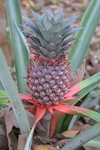 Pineapple Plant