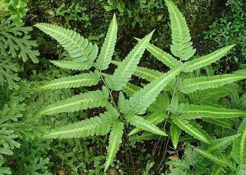 Indian holly fern