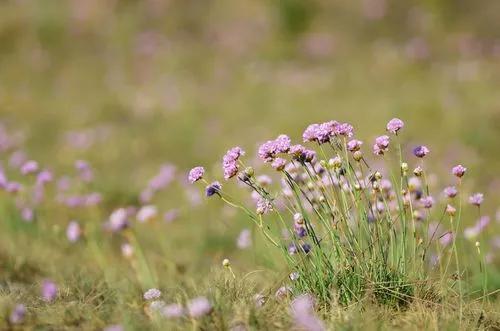 Sea Thrift