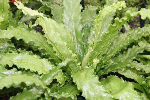 Bird's Nest Fern