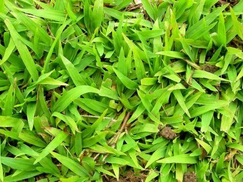 Dorrington Grass