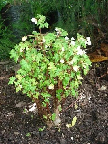 Begonia Dregei