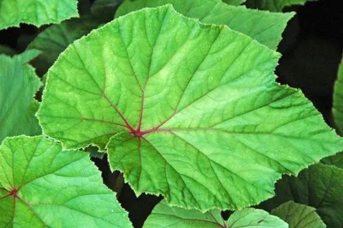 Hardy Begonia