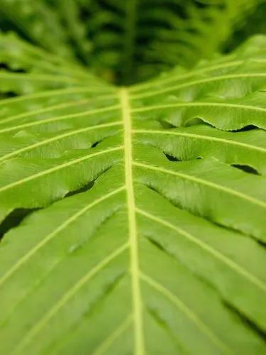 Silver lady fern