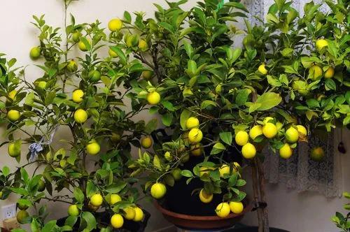 Meyer lemon