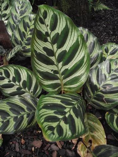 Calathea Peacock