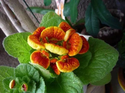 Calceolaria