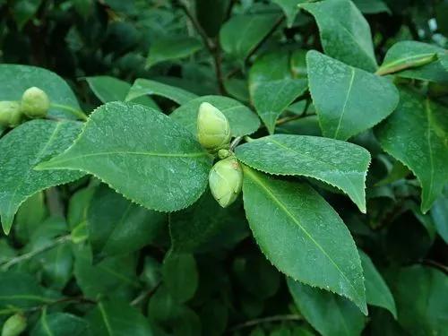 Camellia sinensis