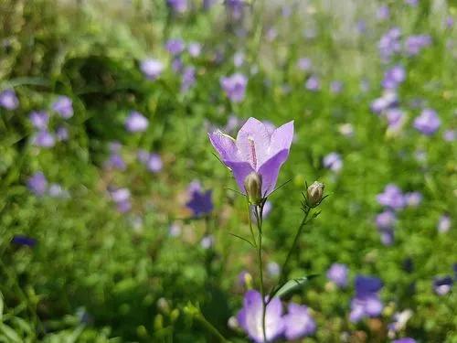 Harebell