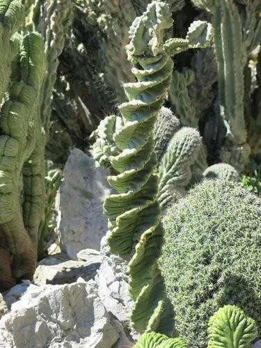 Spiraled Cereus