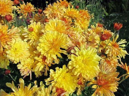 Chrysanthemum