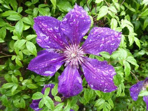 Leather flower