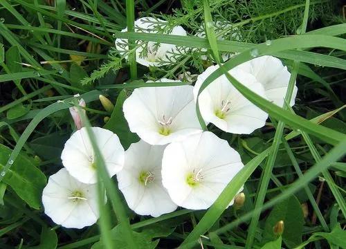 Field Bindweed