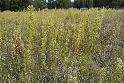 Horseweed