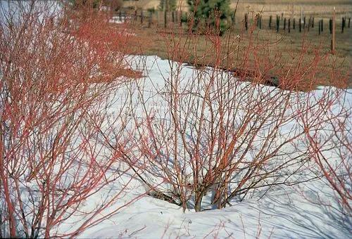 Red-Osier Dogwood