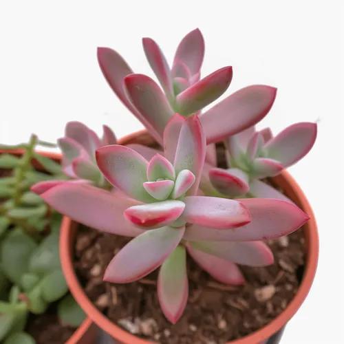 Crassula 'candy Cane'