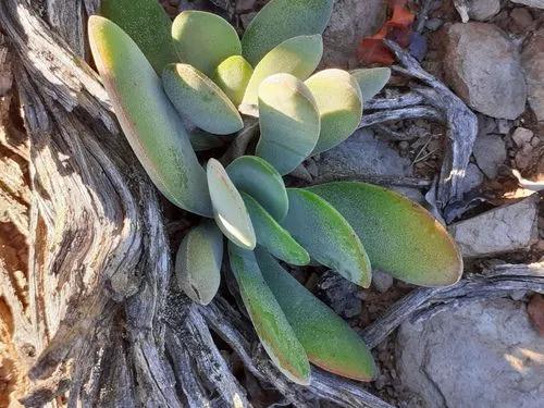 Crassula 'dubia'